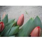 Купите тюльпаны на 8 Марта 2012 года