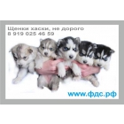 Продам черно-белых и серо-белых (волчий тип), высокопородистых щенков Хаски