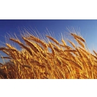Пшеница 1 класса продовольственная
