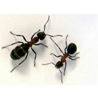 Уничтожение муравьев в Самаре. Избавиться от муравьев в квартире. Выведение муравьев.