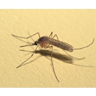 Морить комаров в Самаре Обработка от комаров на участке