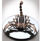 Эксклюзивный скорпион из бивня мамонта