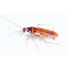 Уничтожение тараканов, избавиться от тараканов, средство от тараканов