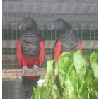 Ручные и окольцованые орлиные попугаи