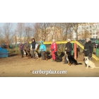 Дрессировка собак в Пушкино