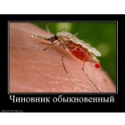 Уничтожение комаров,травление комаров,дезинсекция от комаров,избавиться от комаров,средство от комаров.