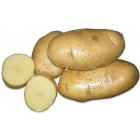 Картофель оптом с доставкой