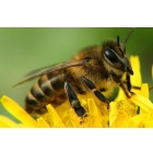 Пчелы, пчелопакеты, пчелосемьи, отводки