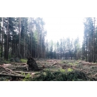 Вырубка леса на участках любой сложности