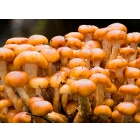 Мицелий вешенки, шампиньонов, шиитаке, опят от производителя, готовые грибные блоки