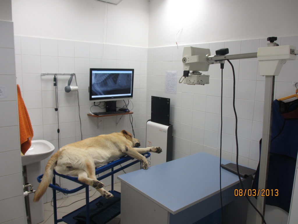 Ветеринарные клиники москвы и подмосковья