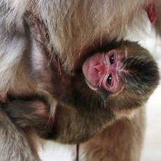 Детеныша макаки в японском зоопарке назвали в честь новорожденной принцессы Великобритании